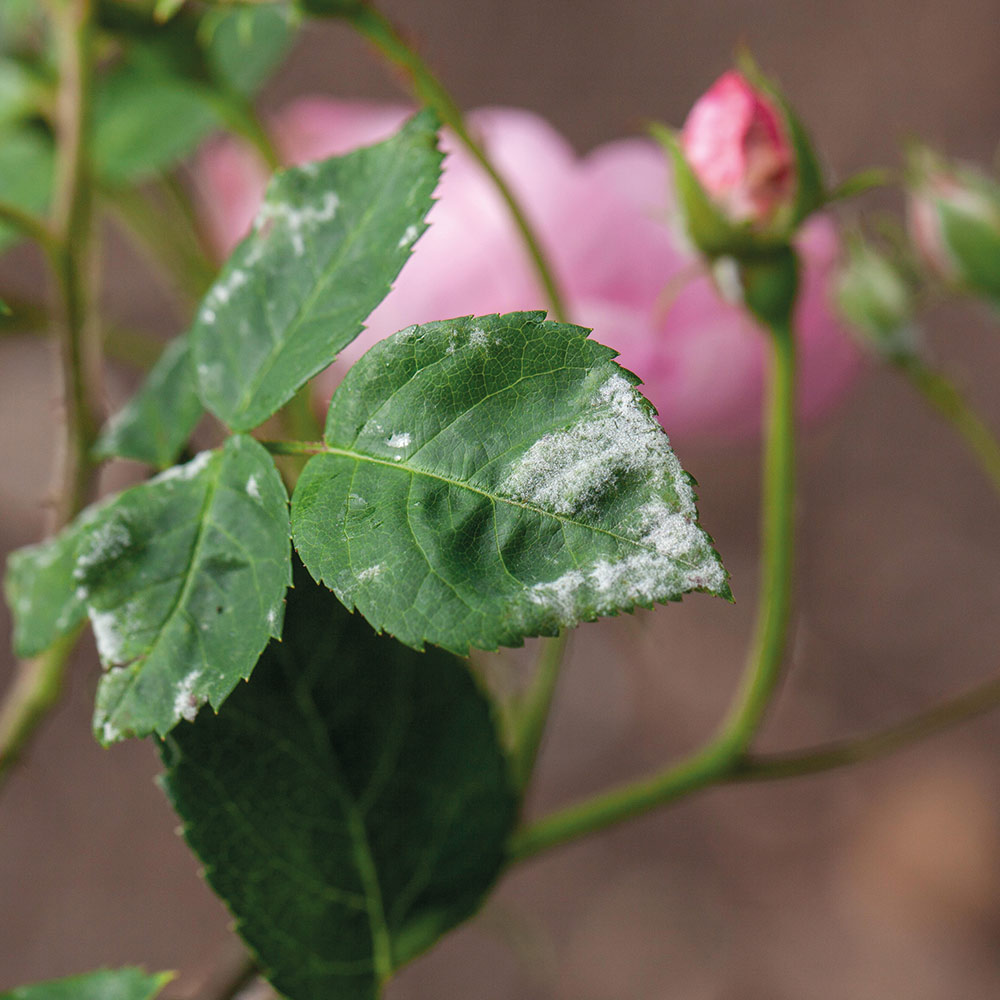 Rosenblätter mit Mehltau