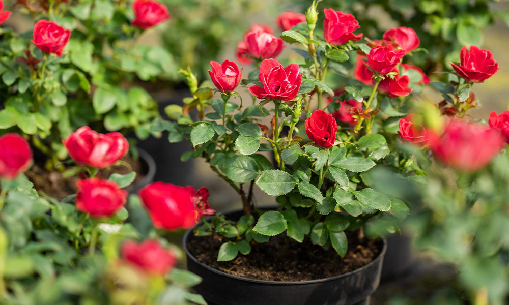 Rote Topfrose im Pflanztopf