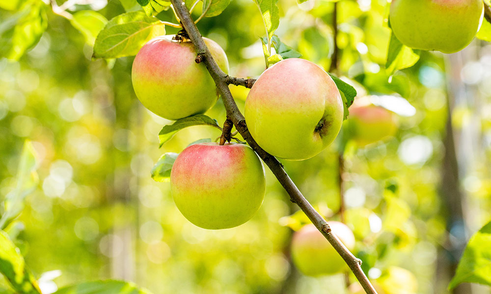 Apfel am Baum