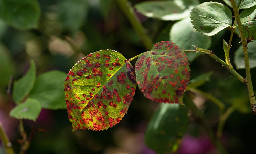 Rosenblätter mit Rost