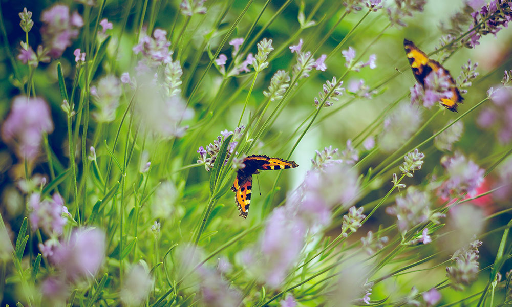 Lavendel