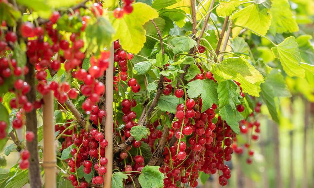 Rote Johannisbeeren