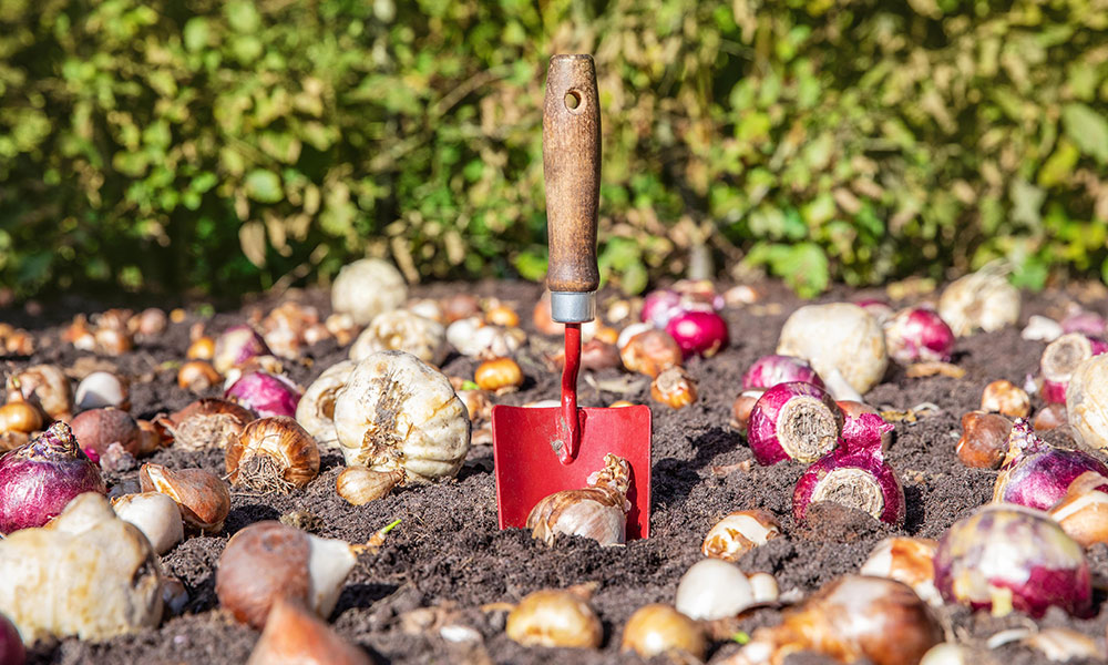 Blumenzwiebeln die gleich gepflanzt werden