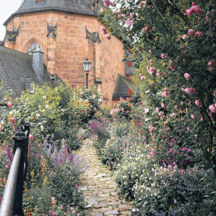 Rosen und Begleitpflanzen vor einer Kirche