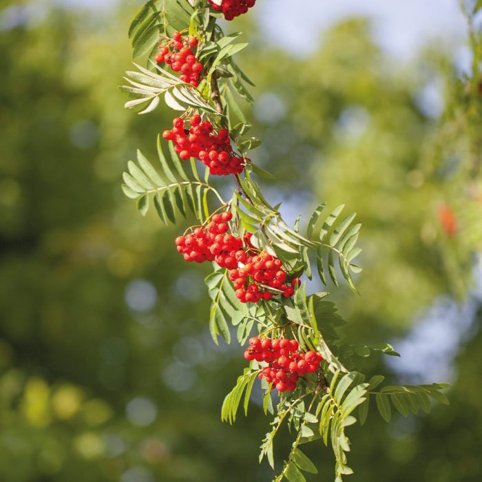 Vogelbeeren an einem Ast