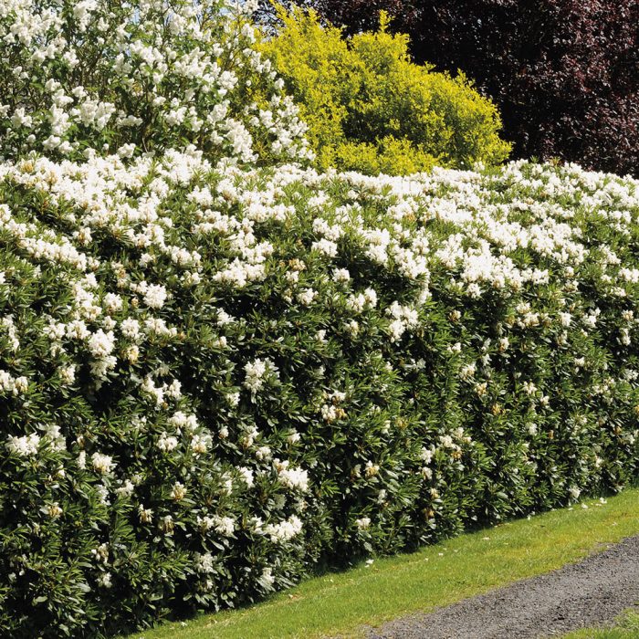 Rhododendronhecke