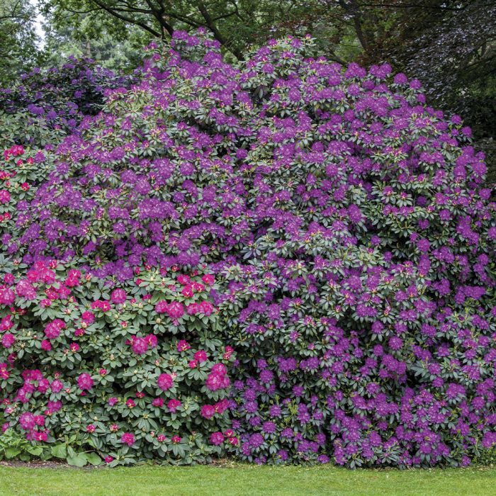 Rhododendron mit lila Blüten