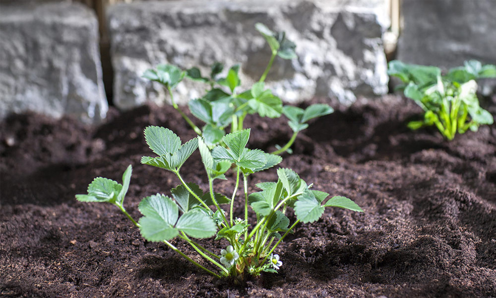 Erdbeerpflanze im Beet