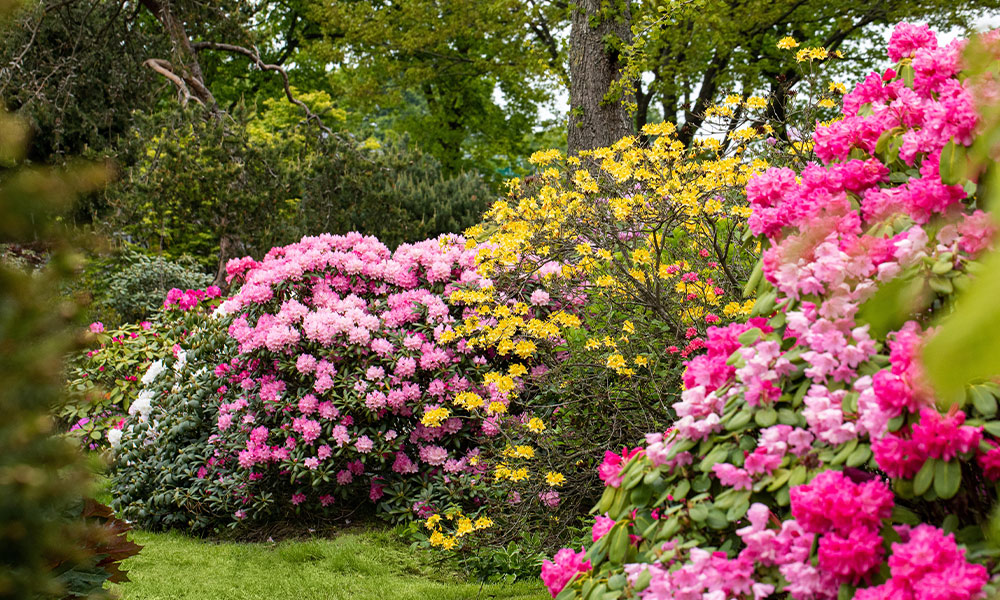 Ein Rhododendron-Garten