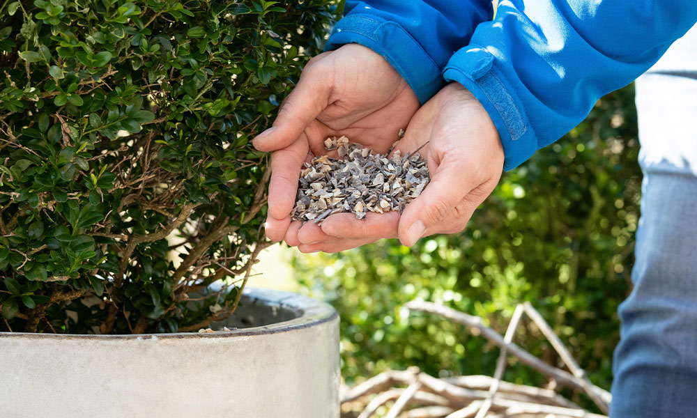 Hornspäne in der Hand