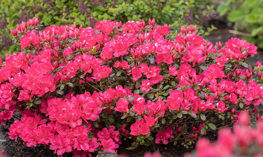 Rosa Rhododendron