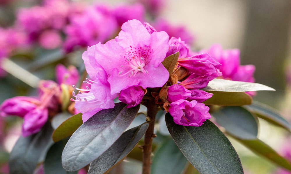 eine Rosa Azaleenblüte