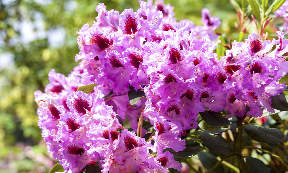 Rosa Rhododendronblüte