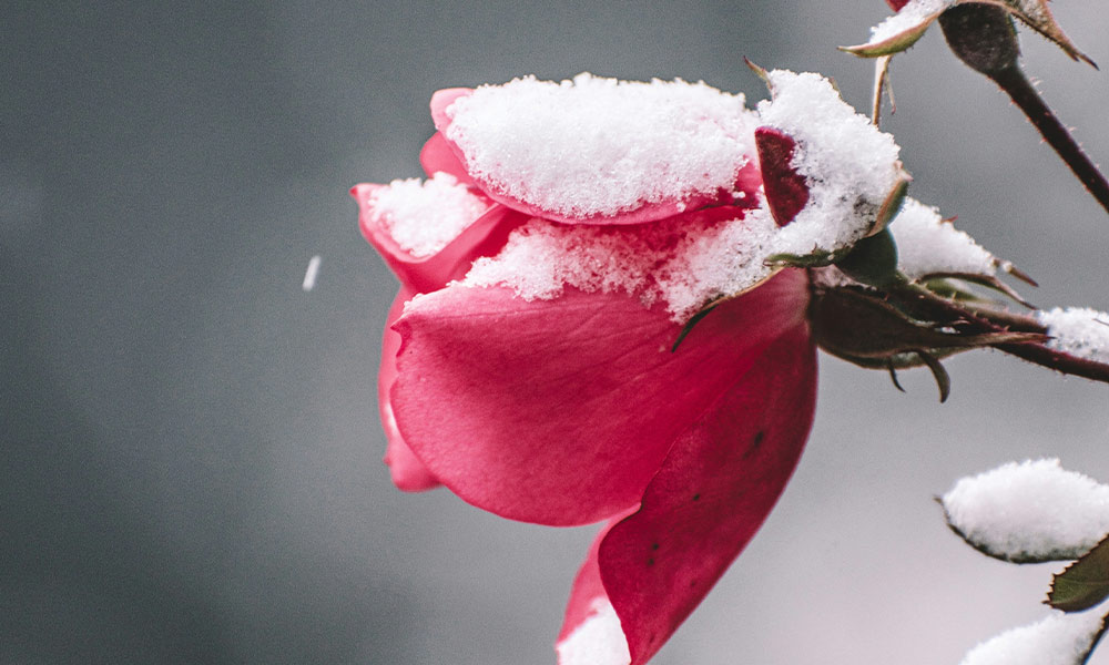 Rosenblüte im Schnee