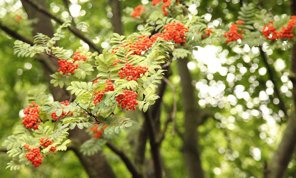 Vogelbeeren am Ast