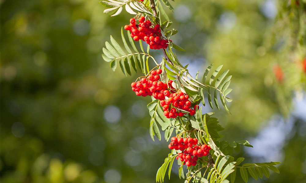 Vogelbeeren an einem Ast