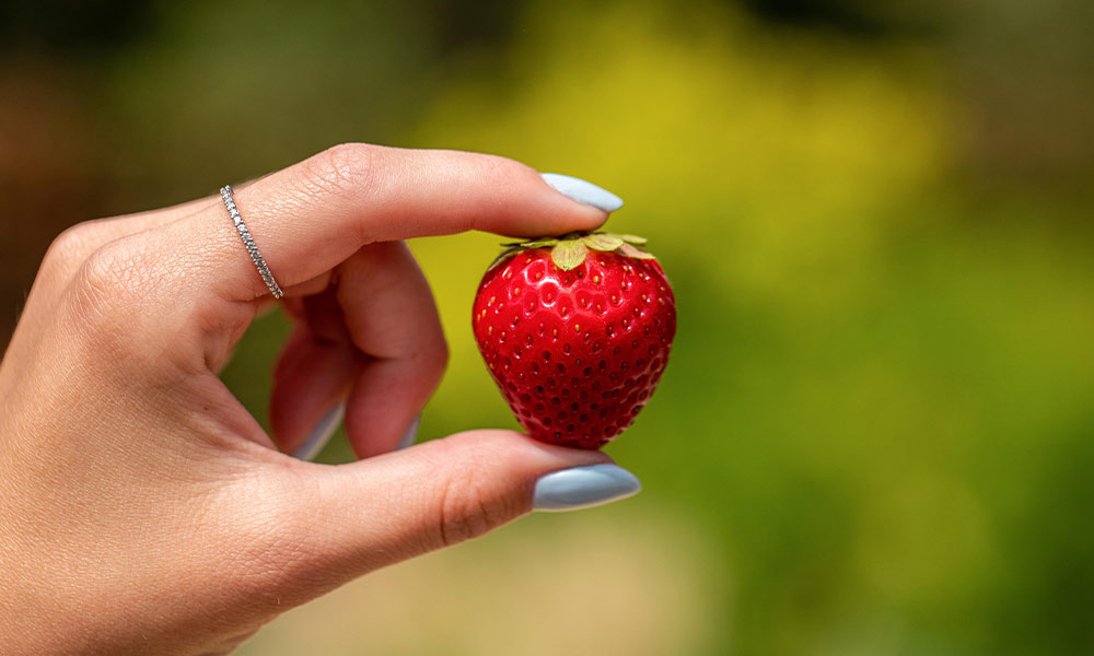 Erdbeere in der Hand