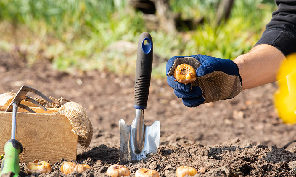 Blumenzwiebeln richtig pflanzen