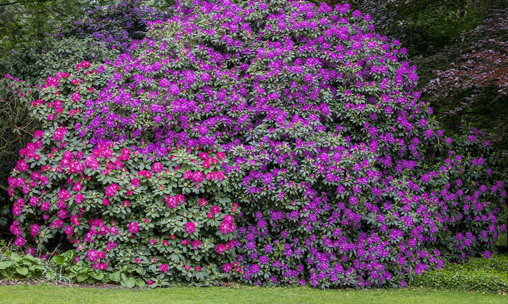 Rhododendron richtig düngen