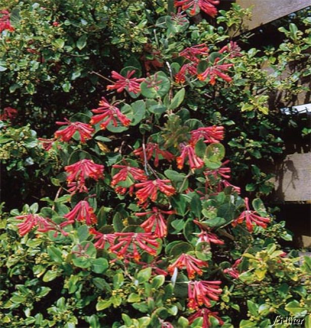 Fuchsienblütige Geißschlinge 'Dropmore Scarlet'