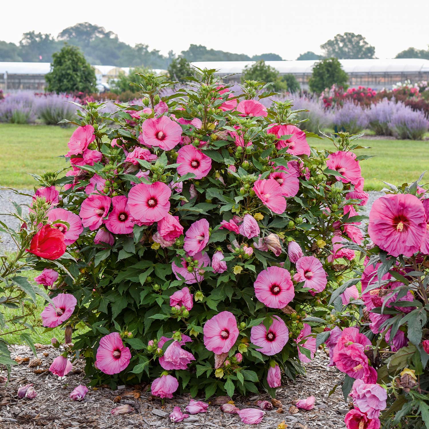 Riesenblütiger Hibiskus 'Summerific® Candy Crush®'