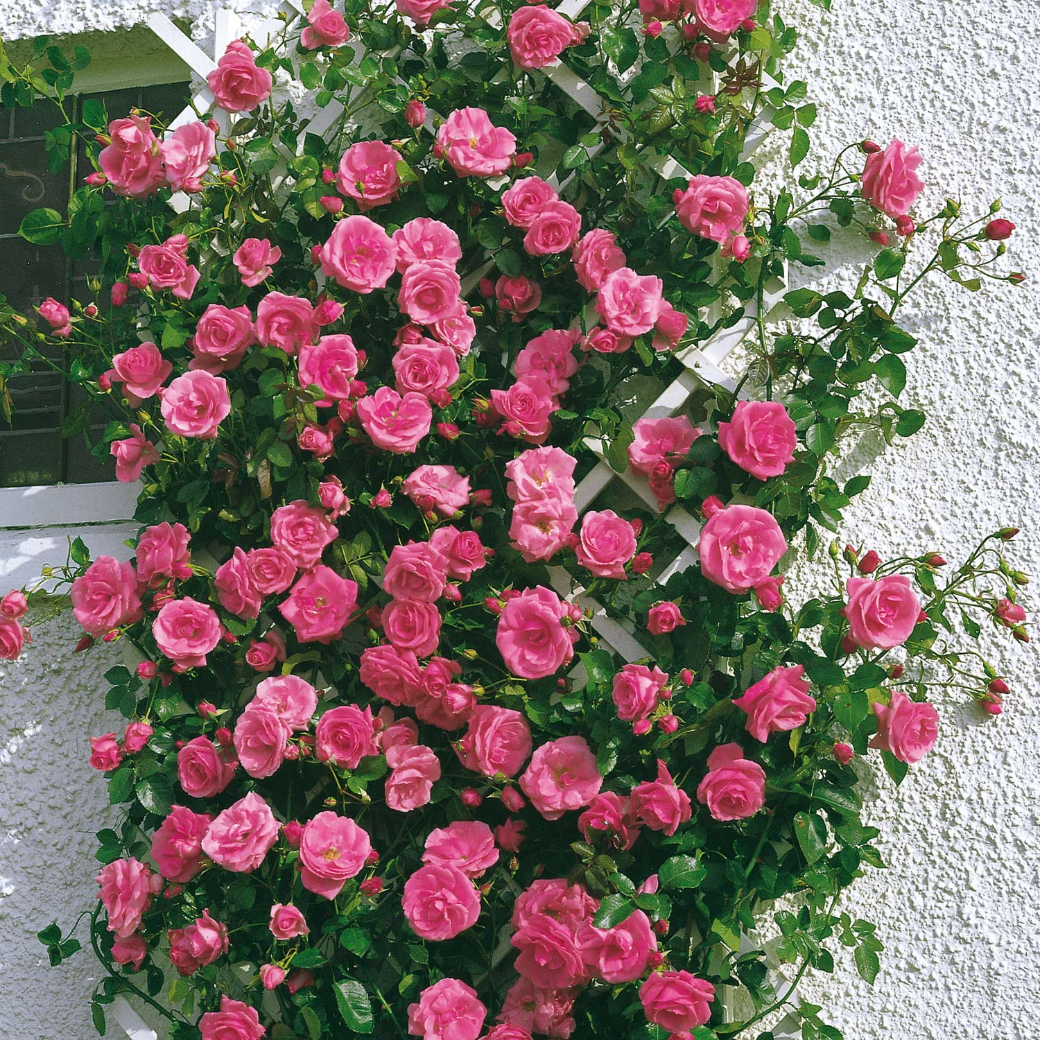 Kletterrose 'Lawinia®'