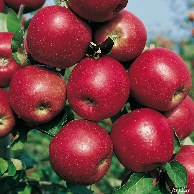 Kategorie <b>Produkt ohne Kategoriezuordnung </b> - Apfel &#039;Roter Jonagold&#039; Liefergröße: 80 - 100 cm - Malus &#039;Roter Jonagold&#039;