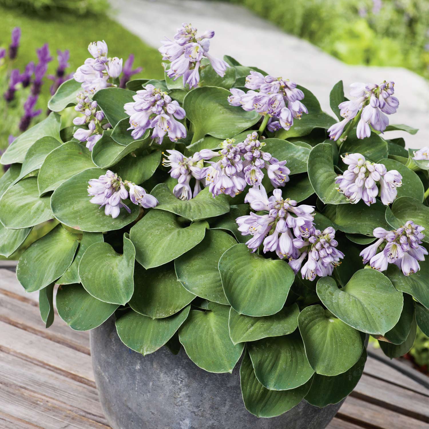 Kategorie <b>Produkt ohne Kategoriezuordnung </b> - Zwerg-Funkie &#039;Blue Mouse Ears&#039; Lieferform: Im Topf - Hosta &#039;Blue Mouse Ears&#039;