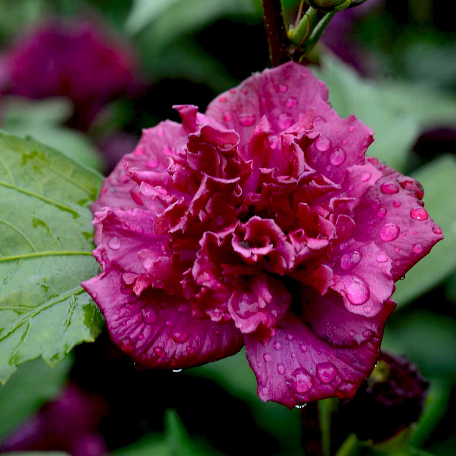 Garteneibisch 'French Cabaret' red