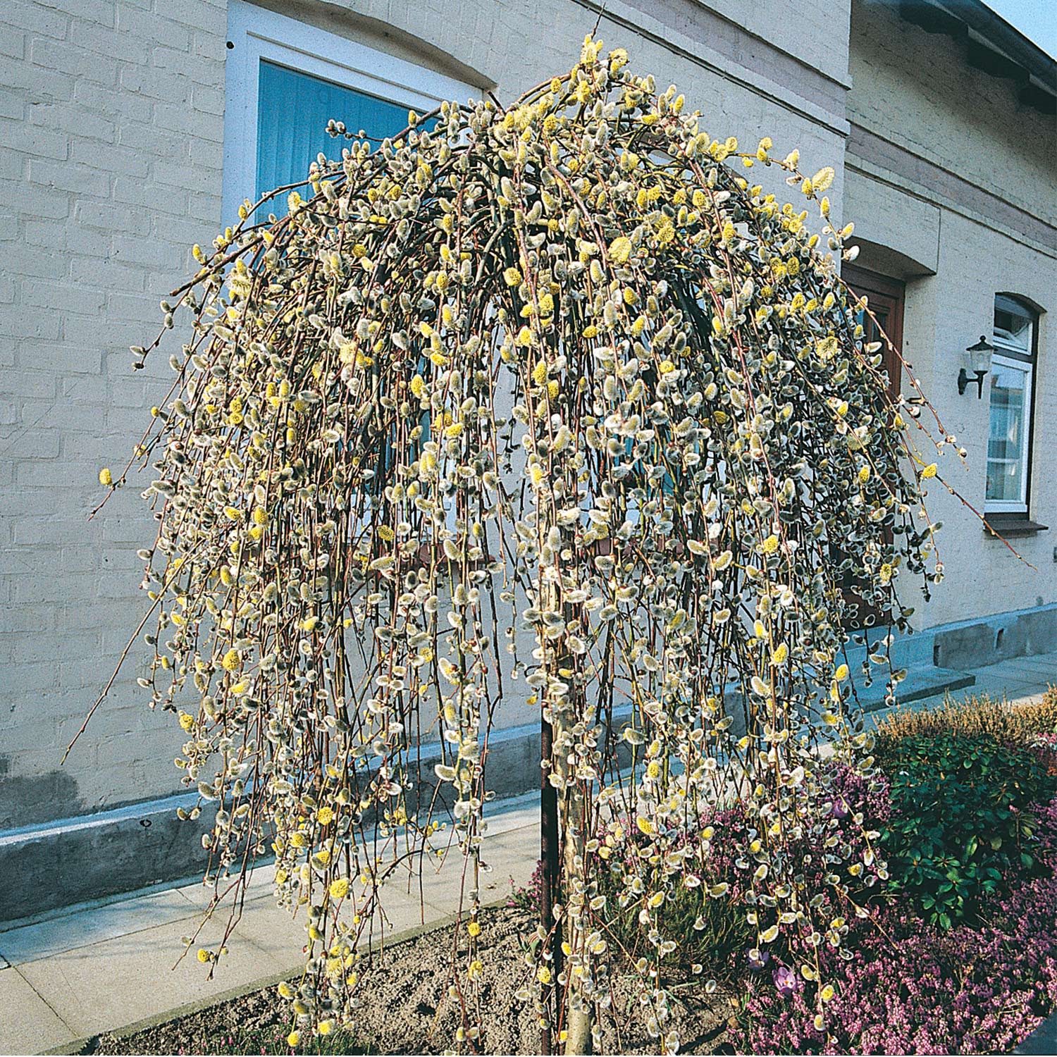 Hängende Kätzchenweide 'Pendula'