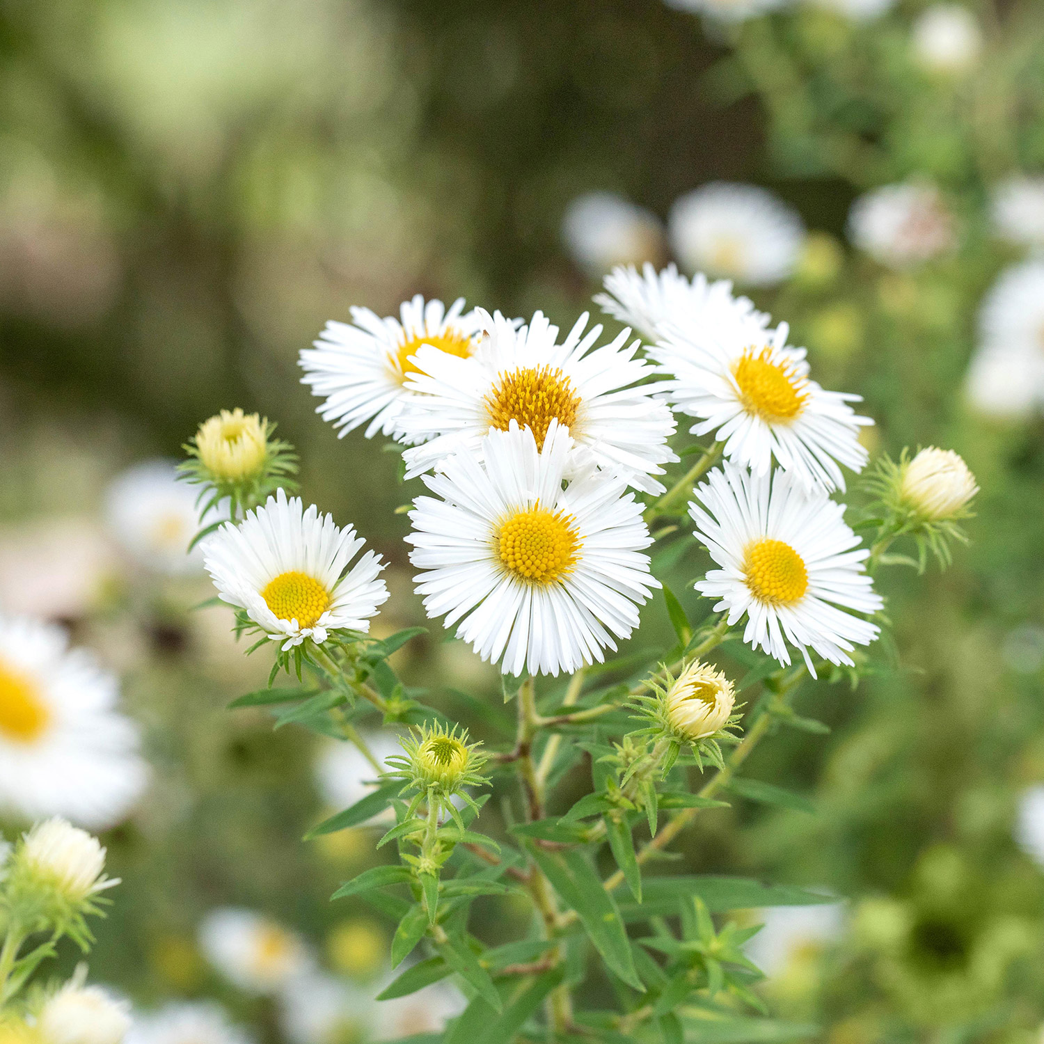 Raublatt-Aster 'Herbstschnee'