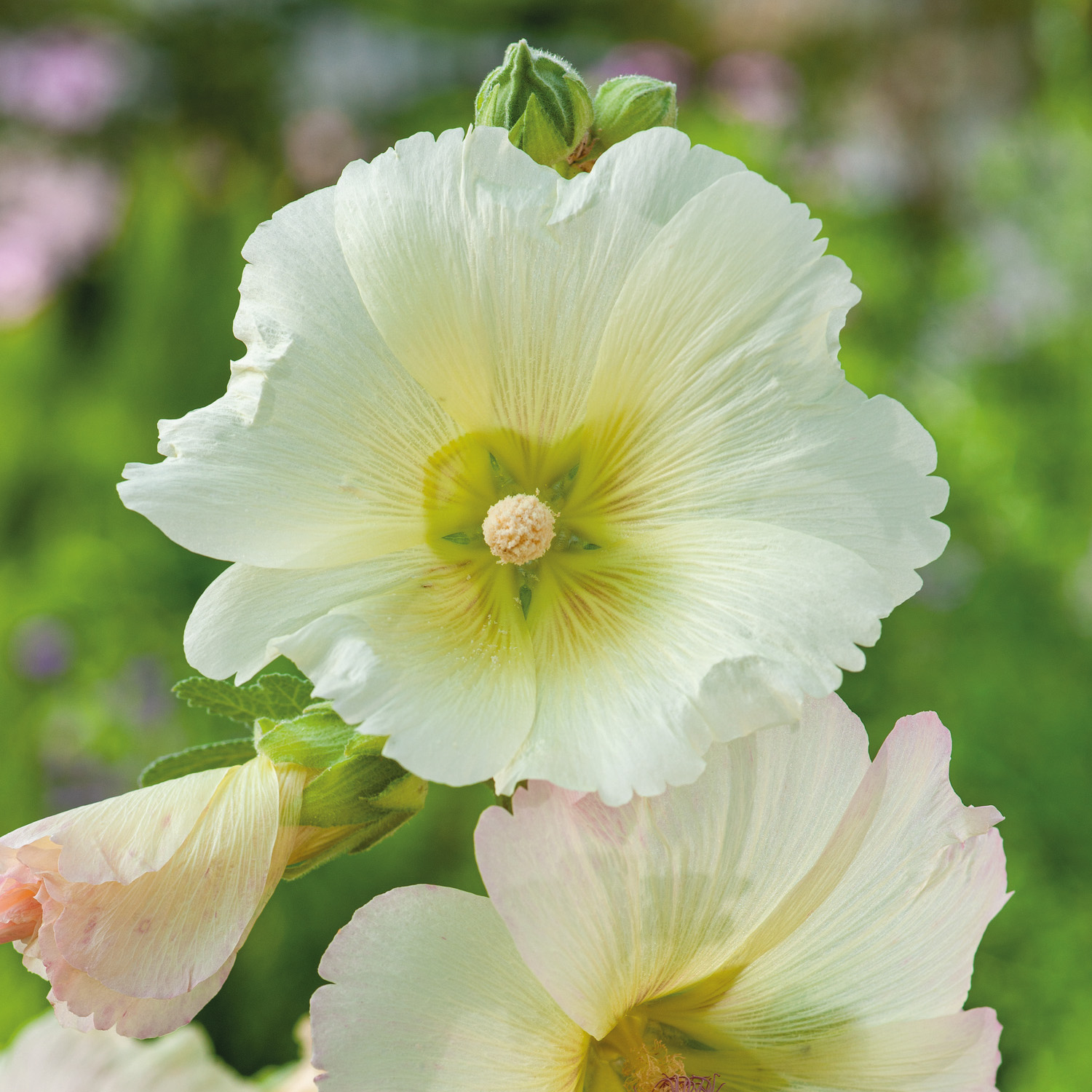 Einfachblühende Stockrose 'Spotlight Polarstar'