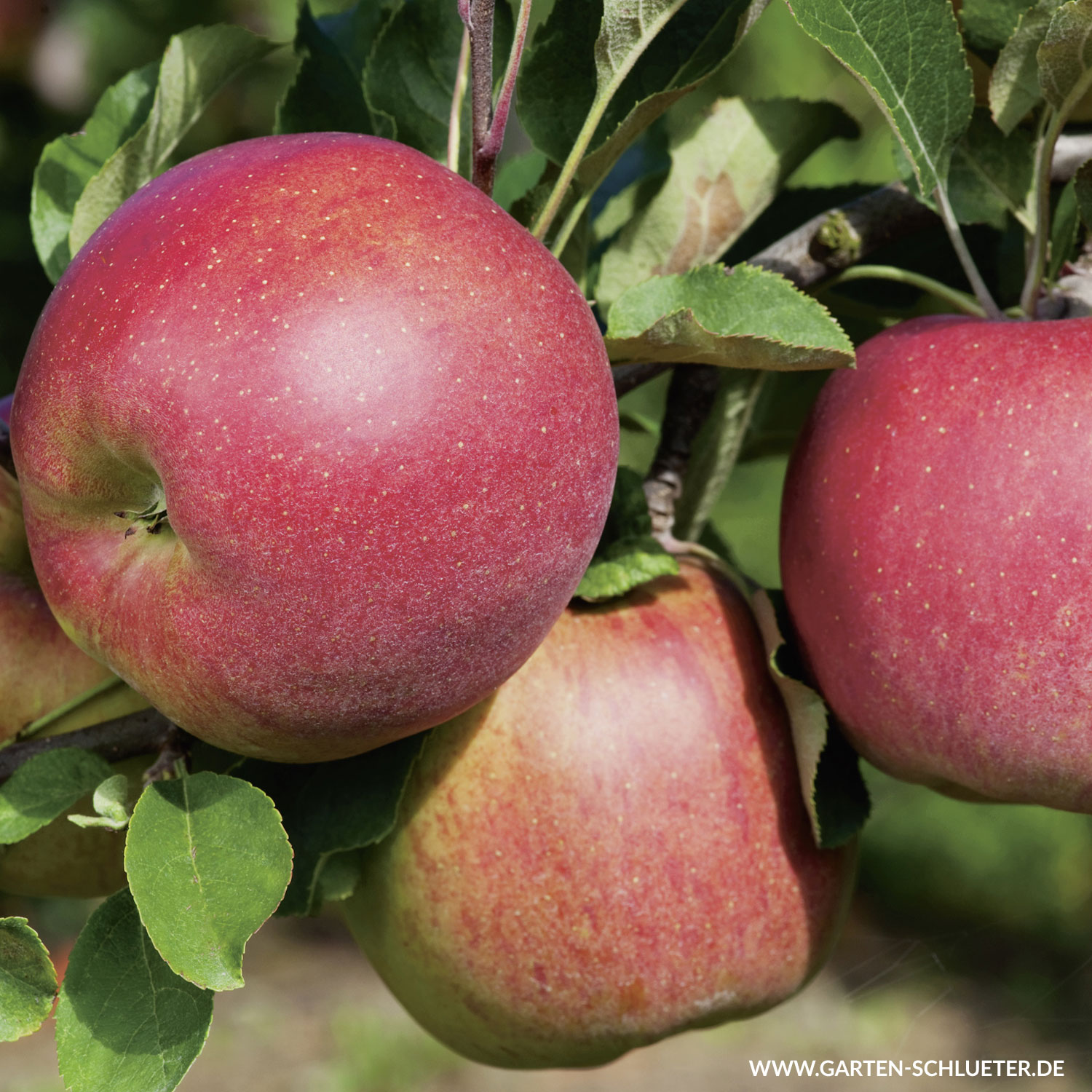 Kategorie <b>Produkt ohne Kategoriezuordnung </b> - Apfel &#039;Melrose&#039; Liefergröße: 120 - 160 cm, 40 - 60 cm Sth.  - Malus domestica &#039;Melrose&#039;