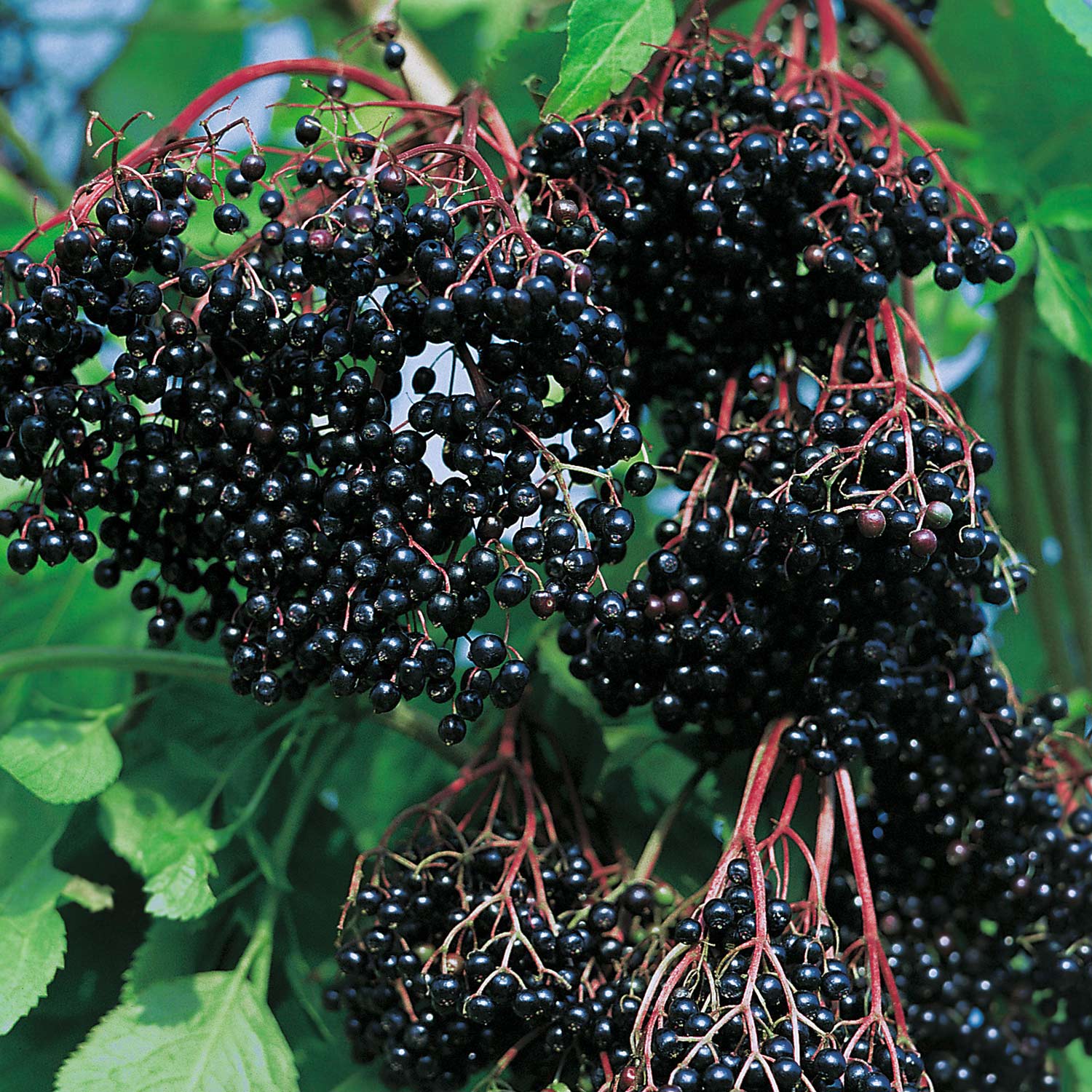 Fliederbeere 'Holderbusch' - Kleine Gartenforscher