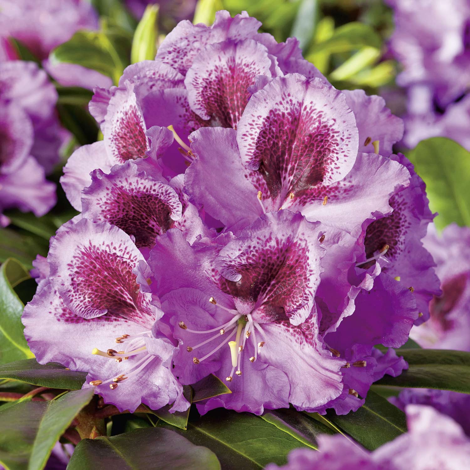 Rhododendron 'Pfauenauge'®