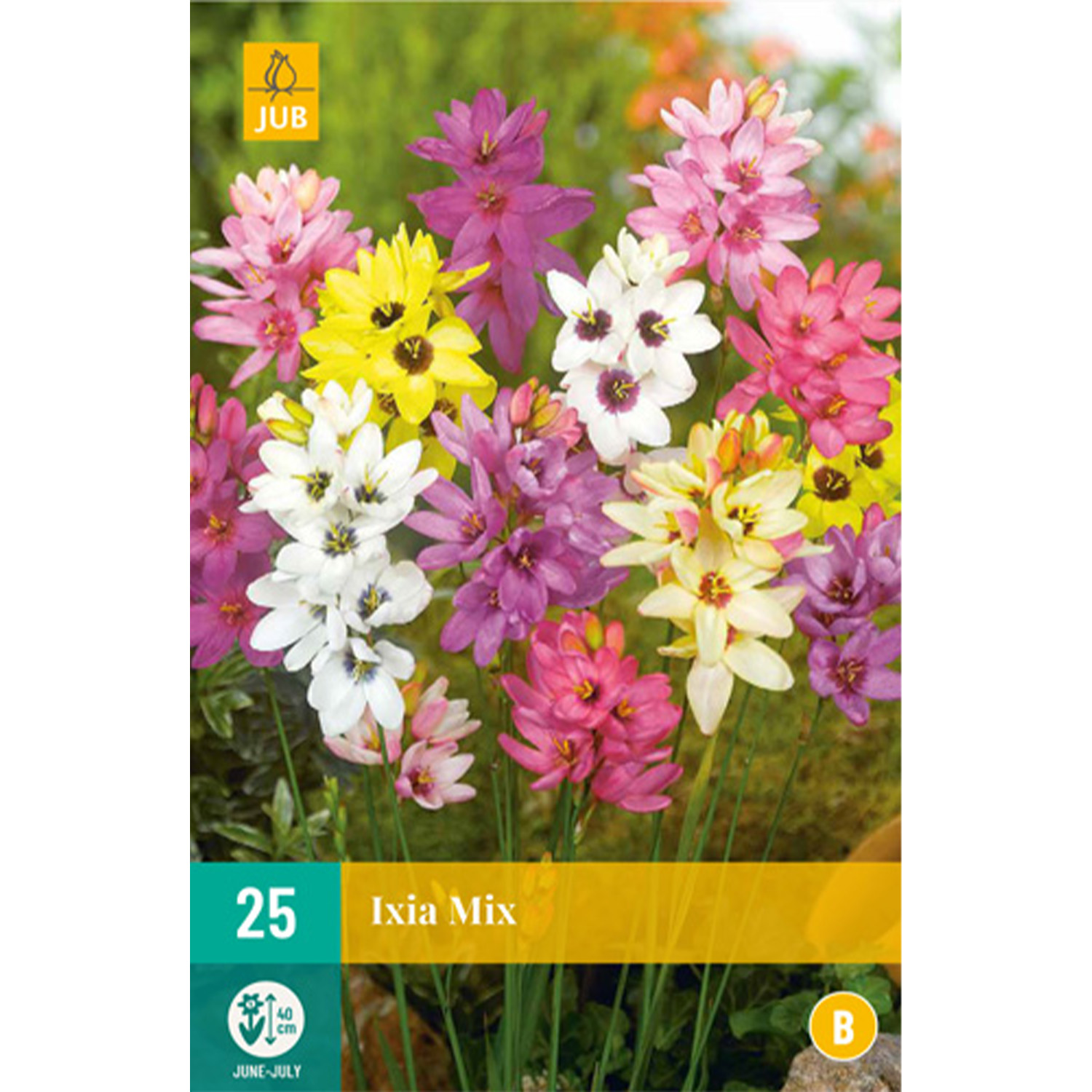 Abendblume (Ixia) 'Mischung' - 25 Stück