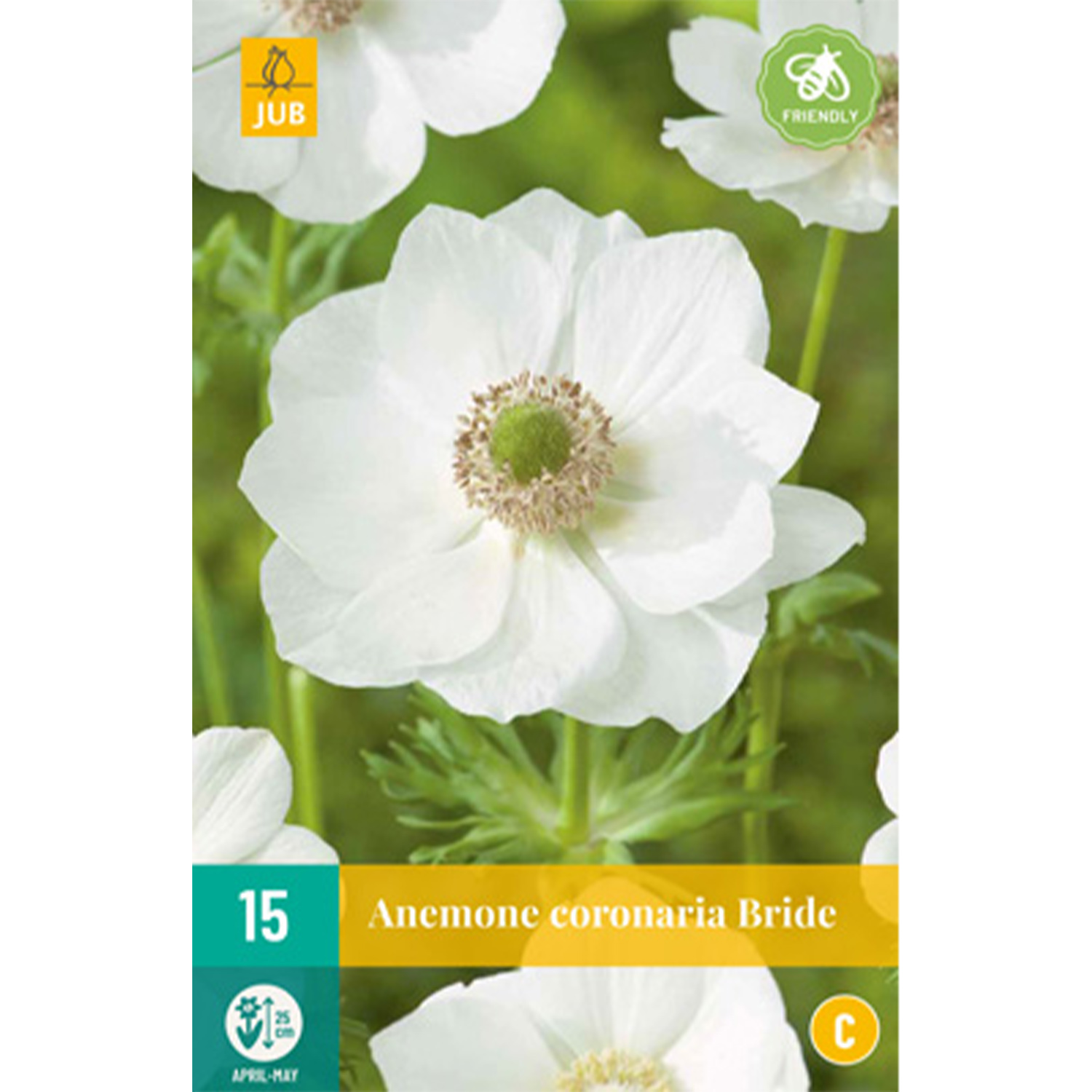 Garten-Anemone 'The Bride' - 15 Stück