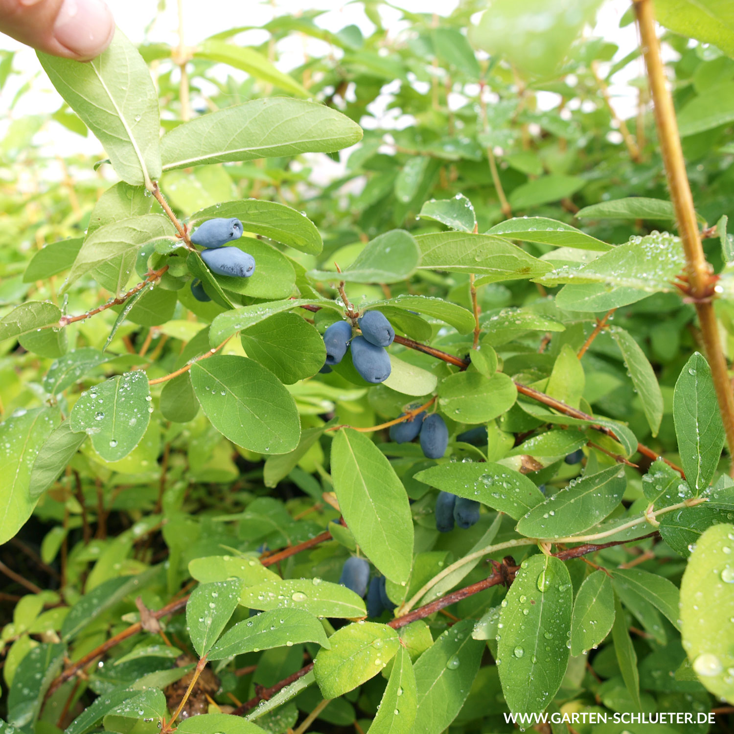 Sibirische Blaubeere 'Kalinka'® - Honigbeere