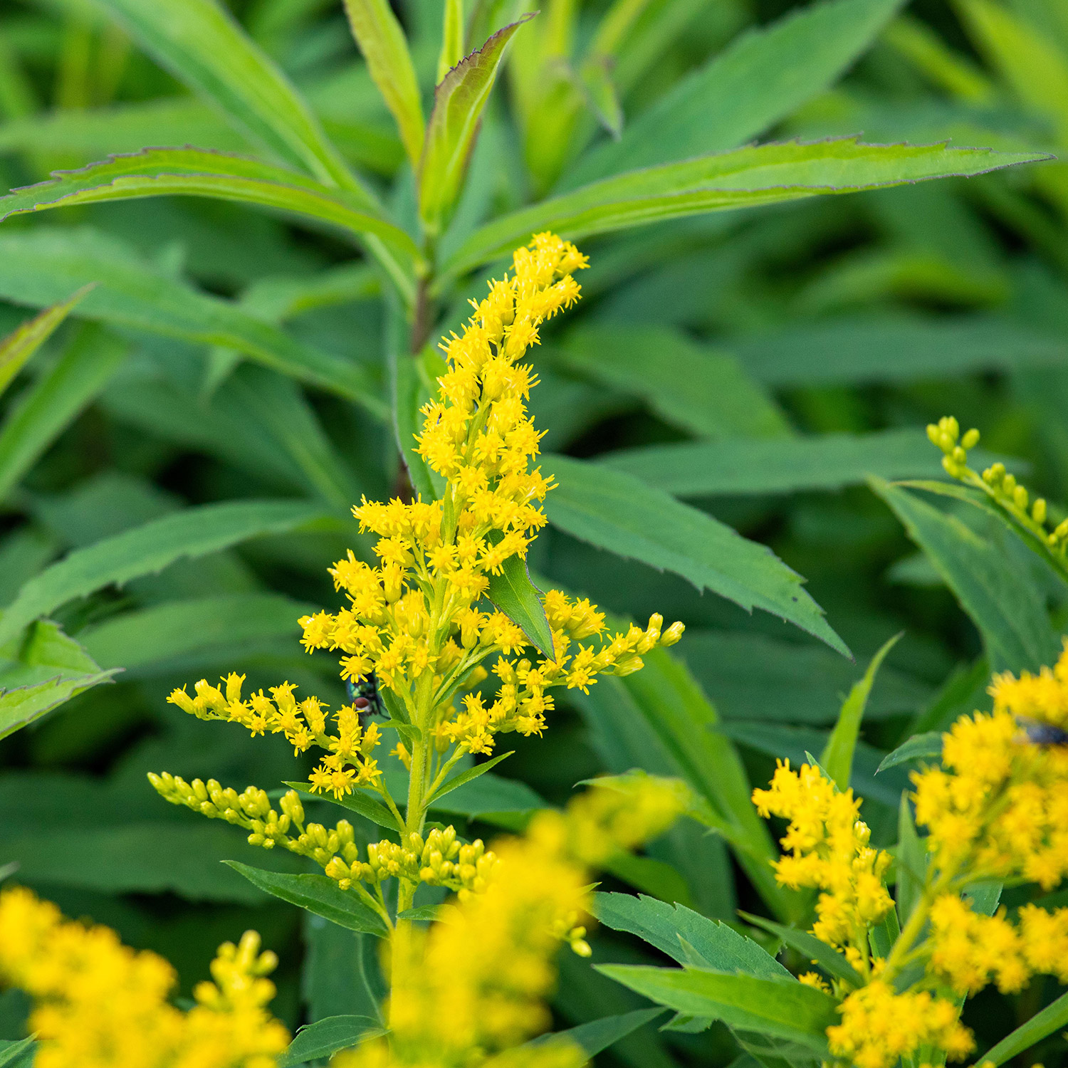 Kanadische Goldrute 'Goldkind'