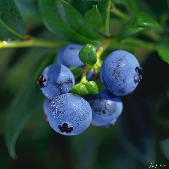 Heidelbeere 'Hortblue Petite®' - die Zweimal Fruchtende