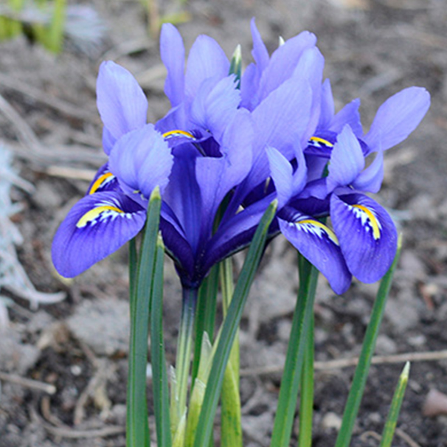 Blaue Zwergiris 'Harmony' - 15 Stück