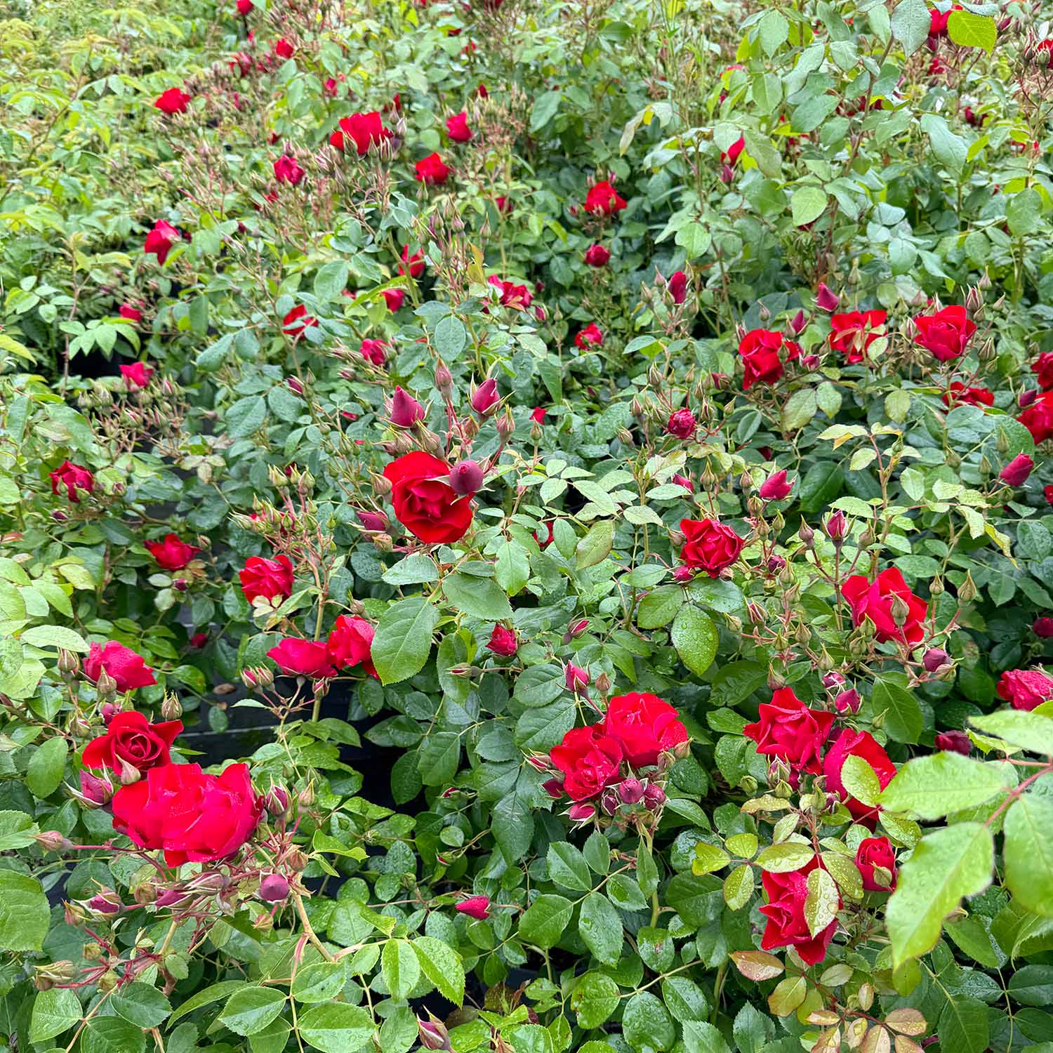 Beetrose 'Black Forest Rose®'