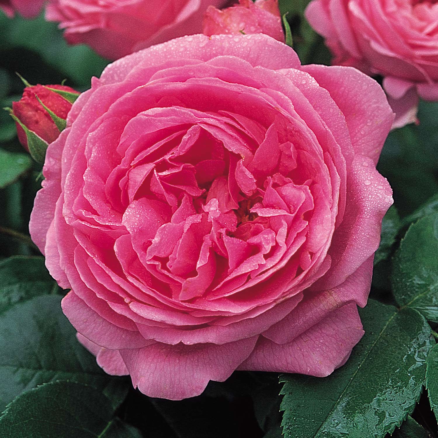 Historische Rose 'Louise Odier'