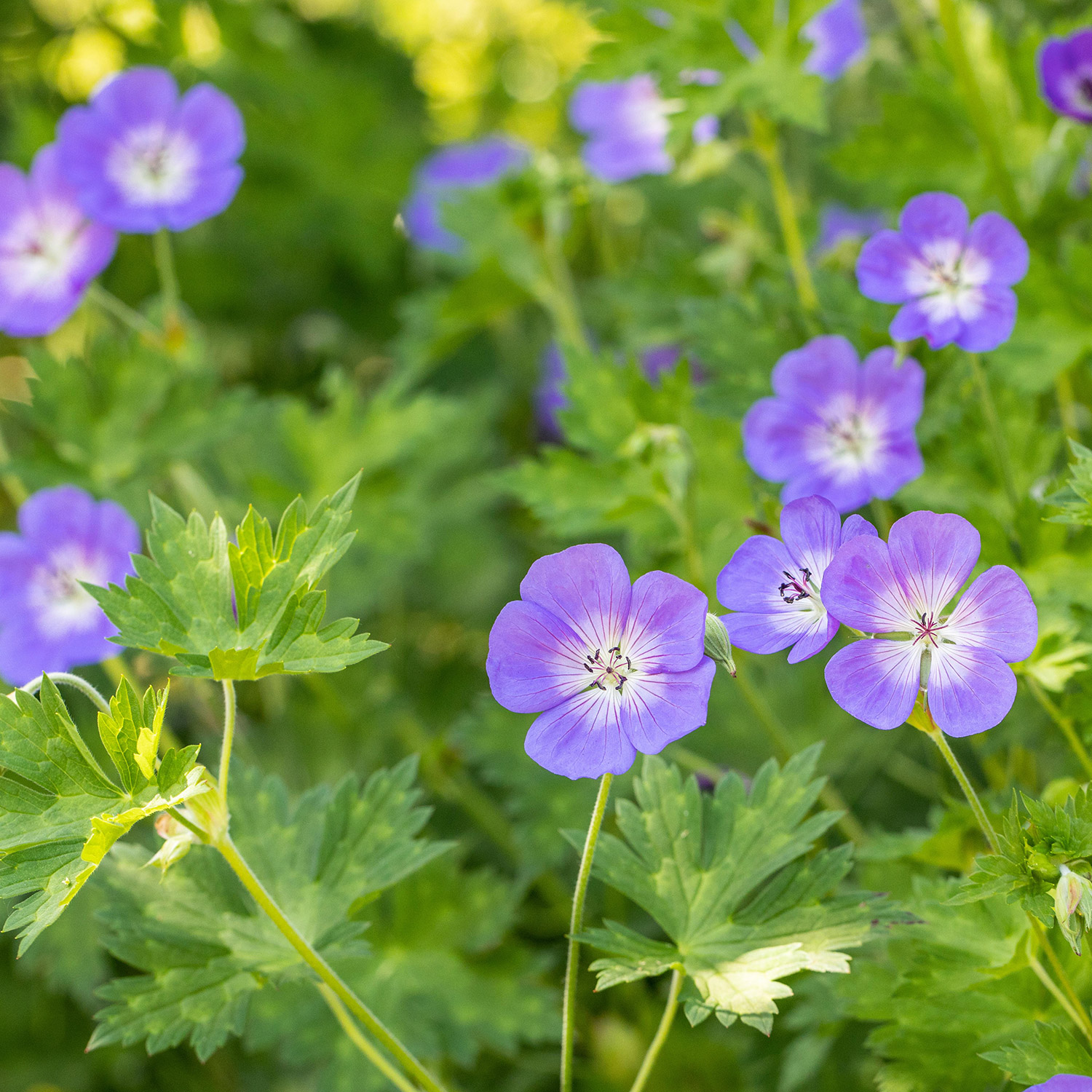 Storchschnabel 'Rozanne®'