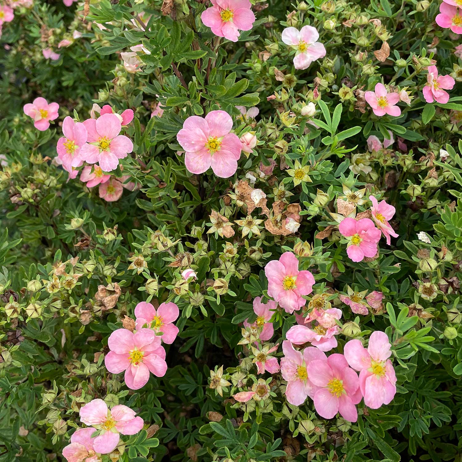 Kategorie <b>Produkt ohne Kategoriezuordnung </b> - Fingerstrauch &#039;Pink Beauty&#039;, 1 Liter, 20 - 30 cm Liefergröße: 20 - 30 cm - Potentilla fruticosa &#039;Pink Beauty&#039;