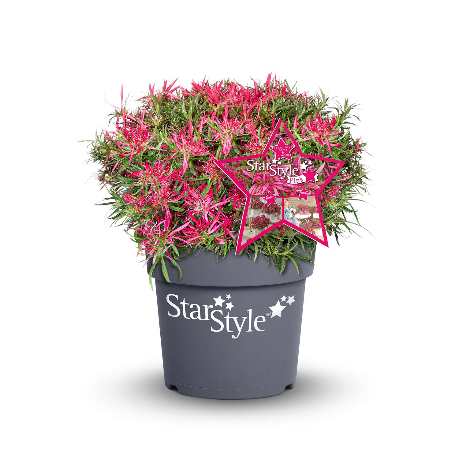 Japanische Azalee 'StarStyle® Pink'