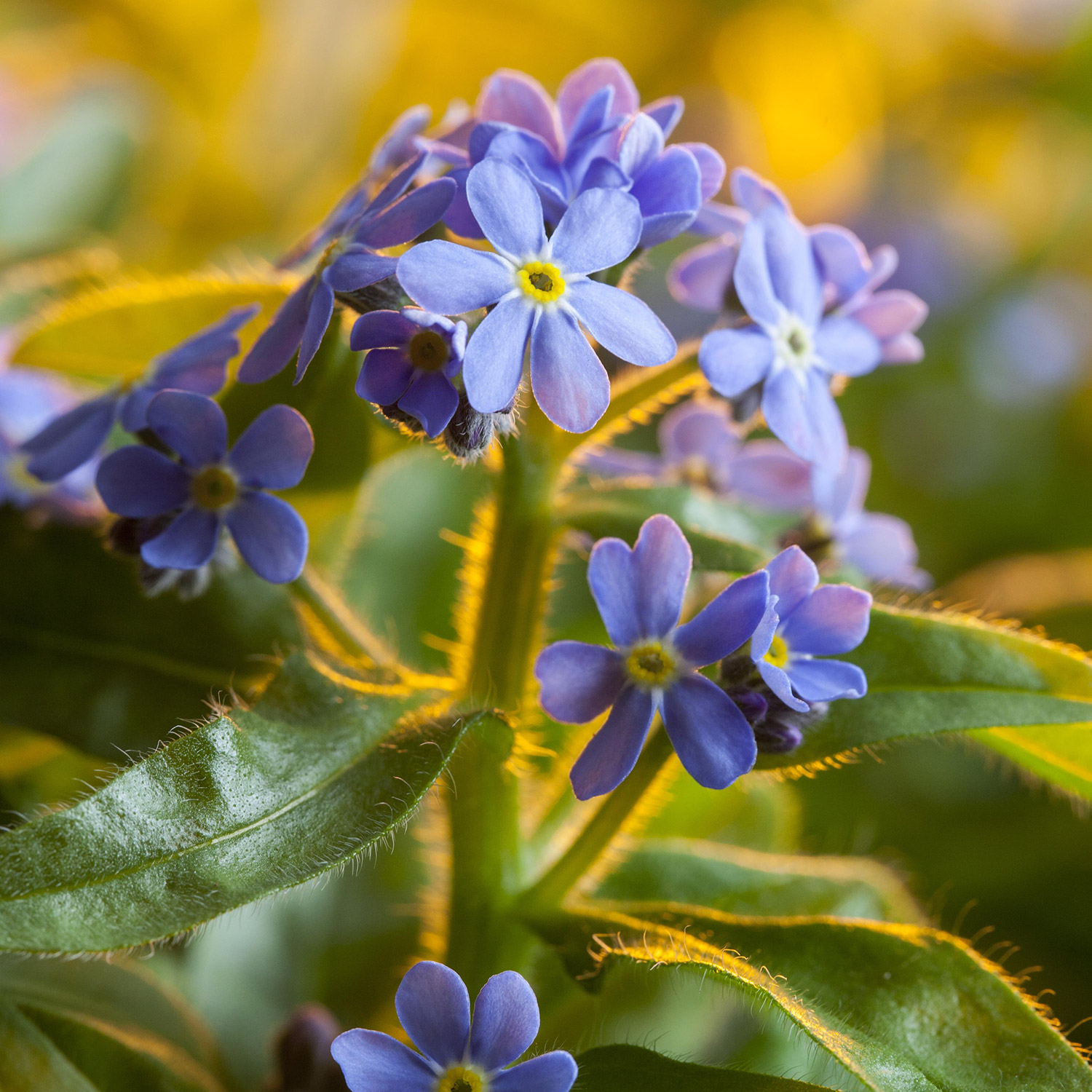 Kategorie <b>Produkt ohne Kategoriezuordnung </b> - Staudenvergissmeinnicht Lieferform: Im Topf - Myosotis palustris Thüringen