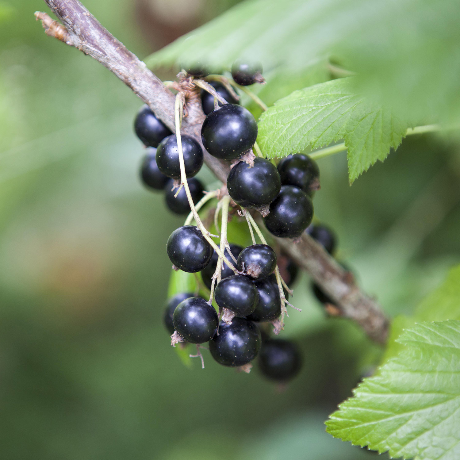 Schwarze Johannisbeere 'Leandra'