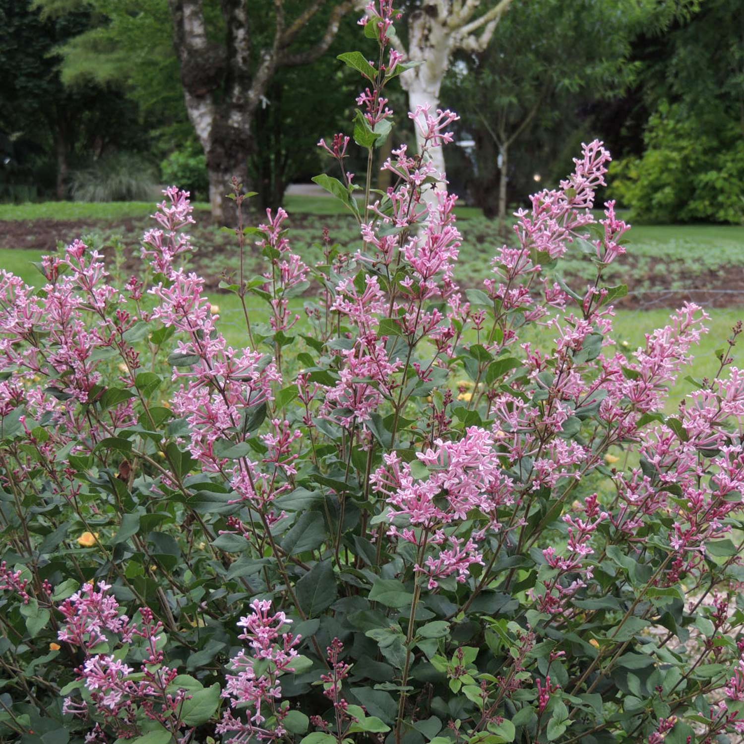 Zwergflieder 'Bloomerang® Pink Perfume'