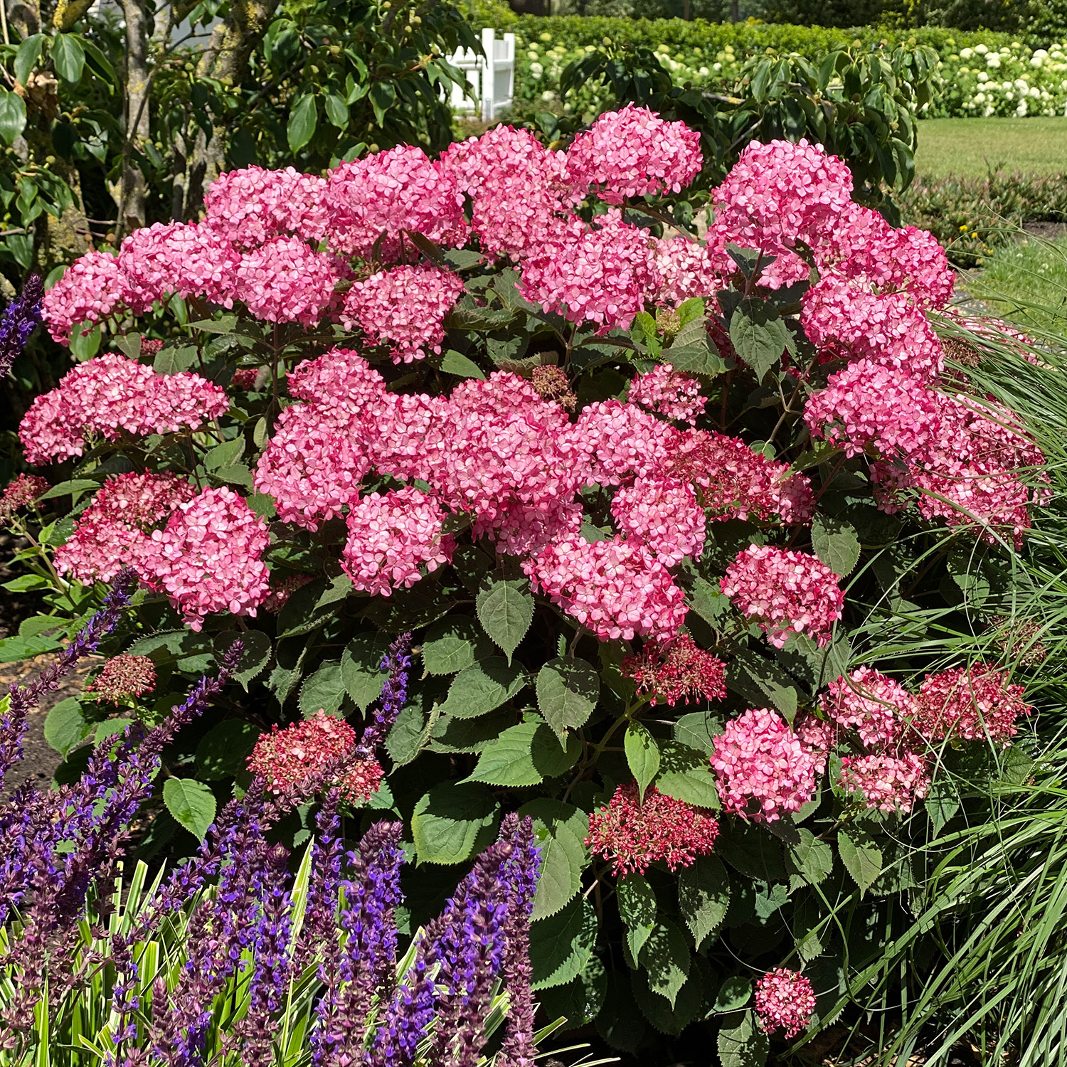 Ballhortensie Proven Winners® 'Ruby Annabelle®'